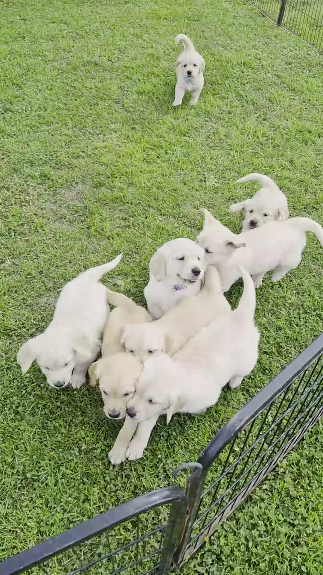 Golden Retriever dogs for sale: KC GOLDEN RETRIEVER PUPPIES  - Video 2