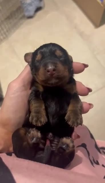 Cocker Spaniel dogs for sale: 🏆 🐾 Hunter's Famous Puppies Have Arrived! 🐾 - Video 3