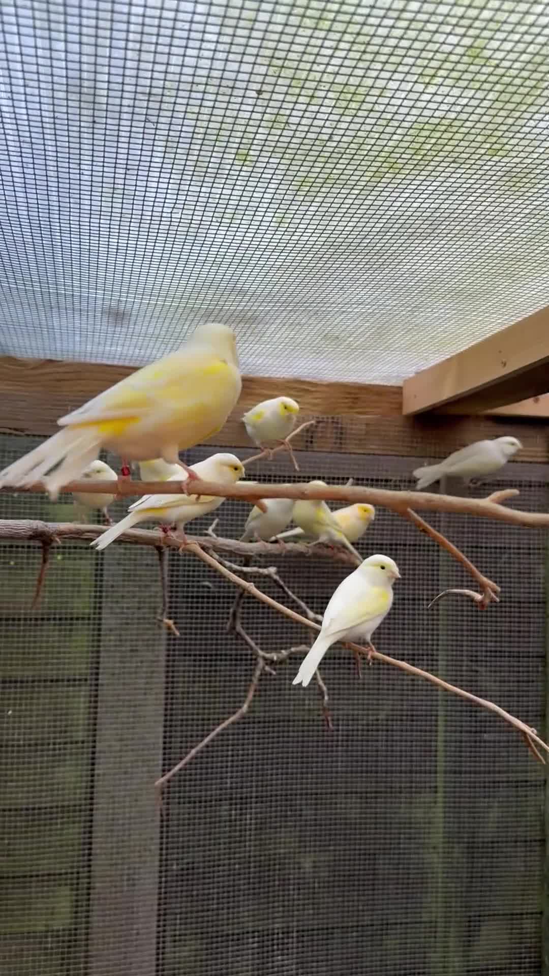 Canaries birds for sale: Yellow dimorphics  - Video 1
