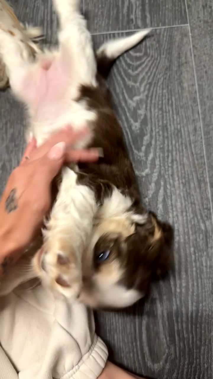 Cocker Spaniel dogs for sale: Chocolate Roan & Tan Cocker Spaniel Girl - Video 4