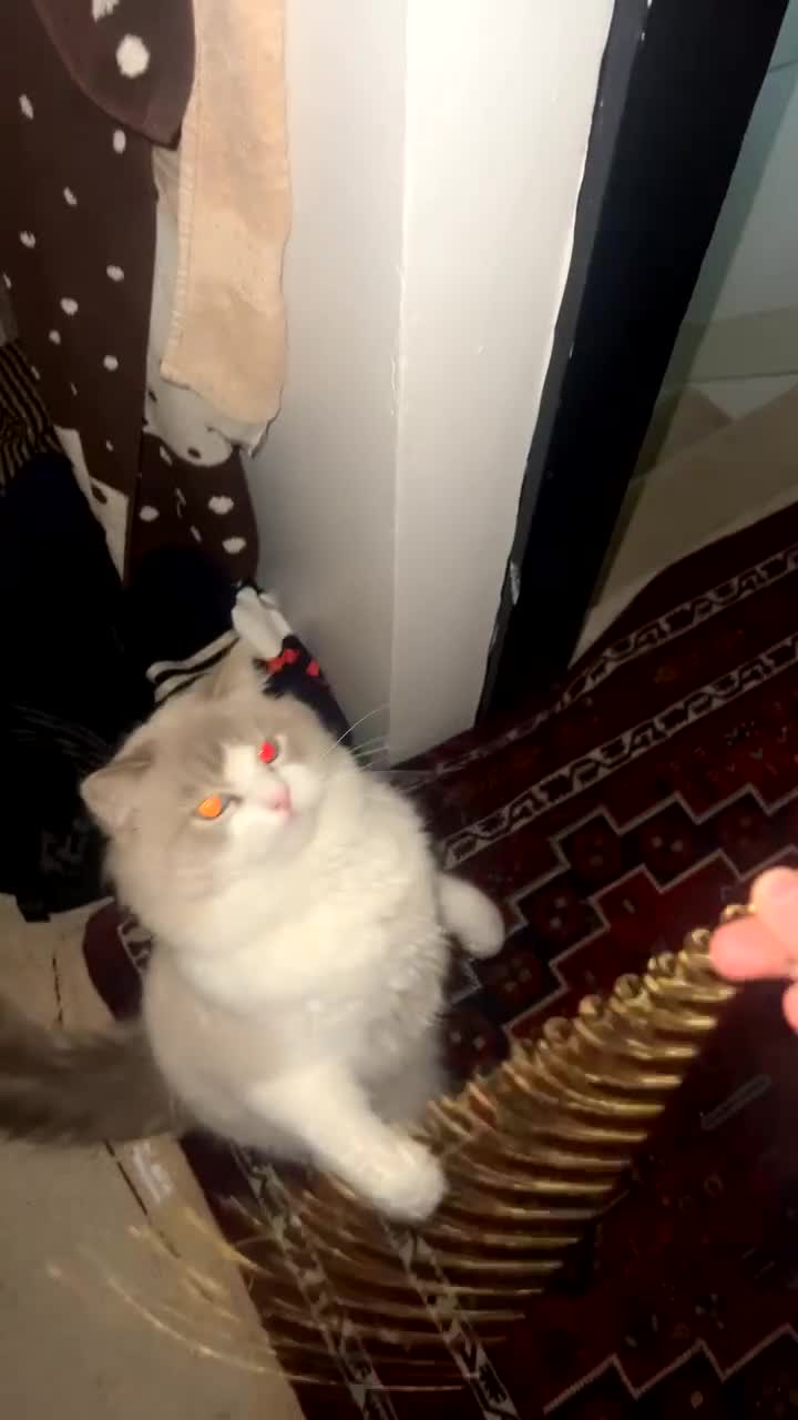 Ragdoll cats for sale: randy - Video 2