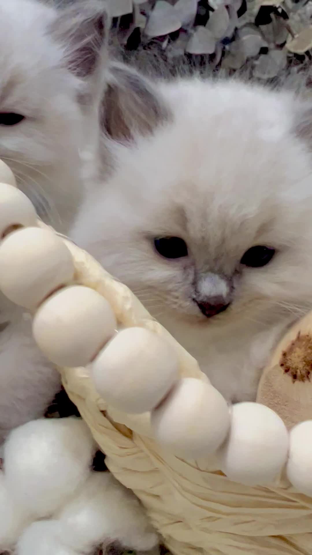 Ragdoll cats for sale: Hello Ragdoll lover‼️ - Video 1