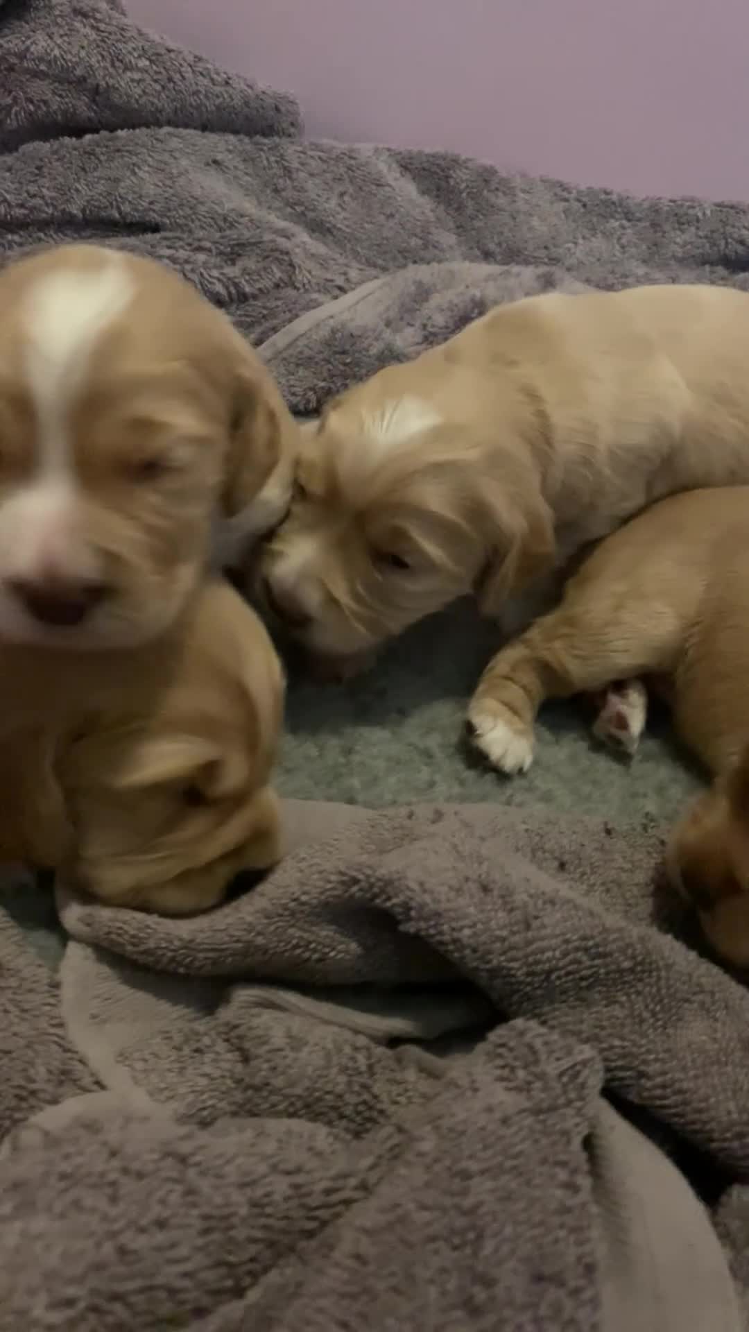 Cocker Spaniel dogs for sale: Working Cocker Spaniel Puppies  - Video 1
