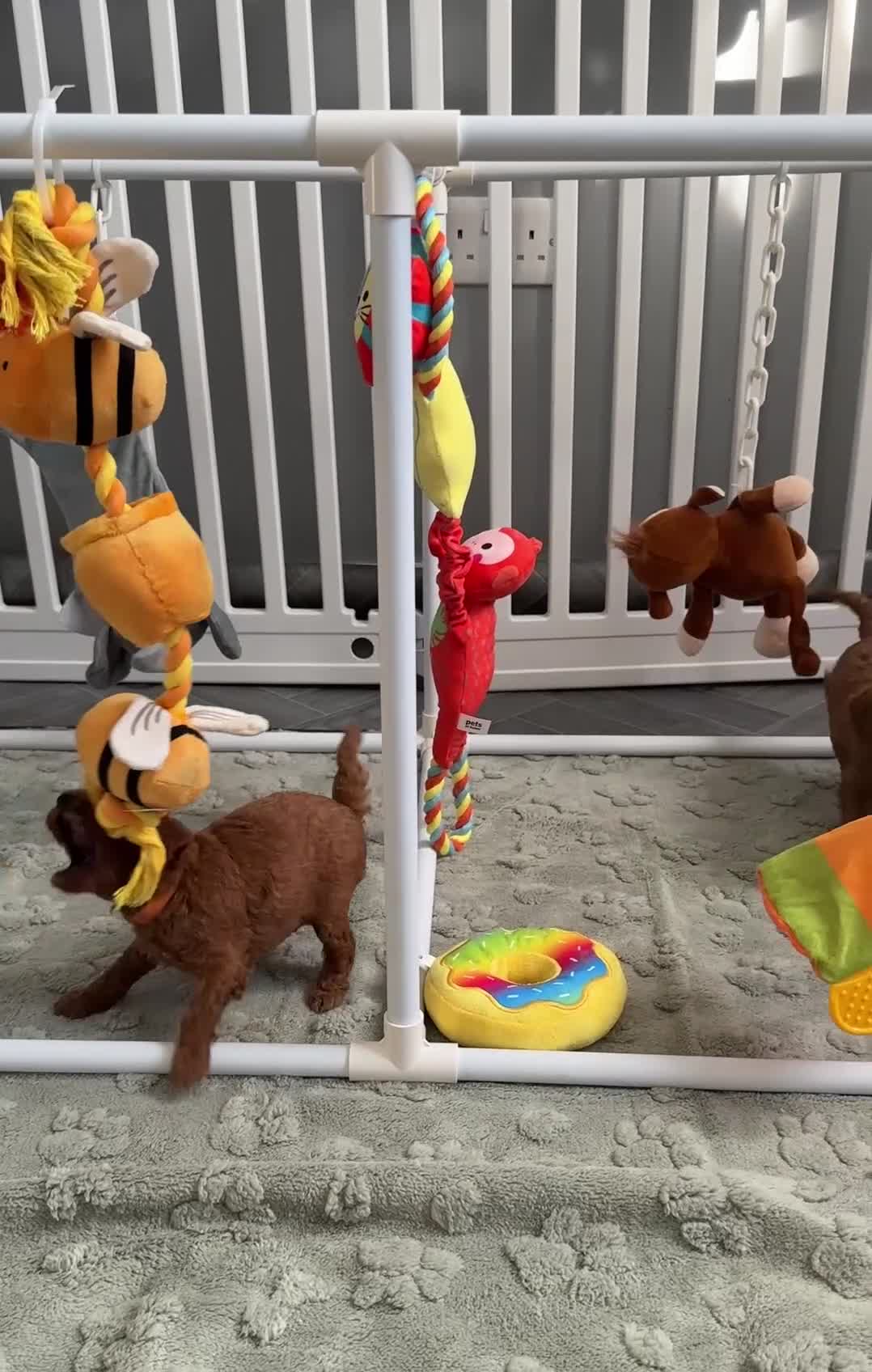 Toy Poodle dogs for sale: 6 Exquisite Red Toy Poodles. Parents DNA Clear - Video 4