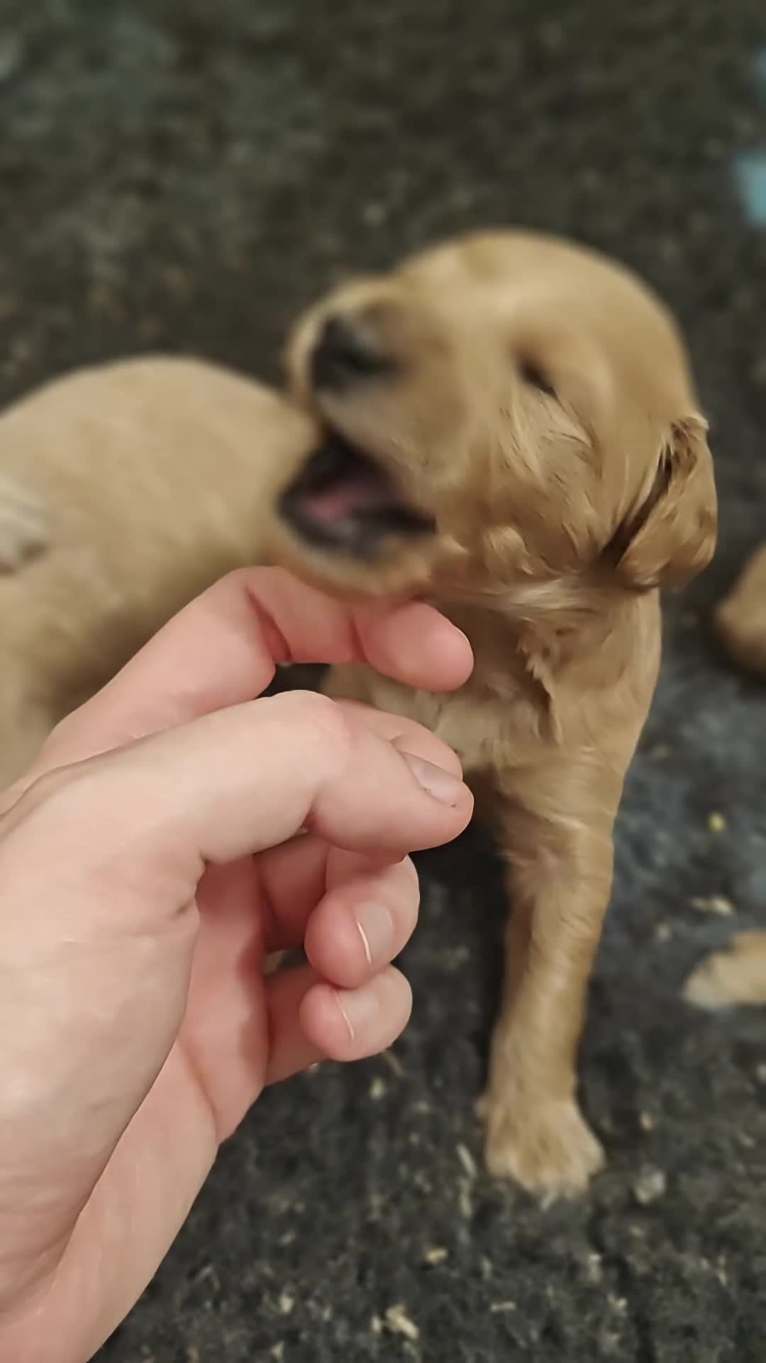 Goldendoodle dogs for sale: Miniature Goldendooles - Video 1