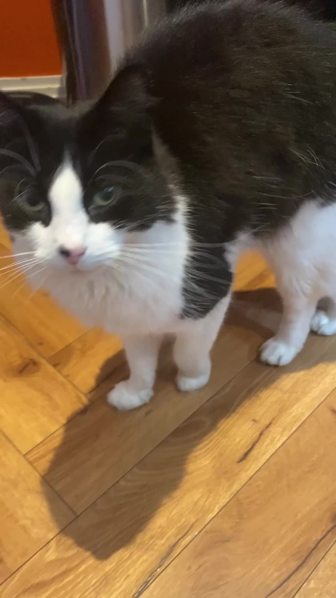 Mixed Breed cats for sale: Cat male - Video 1