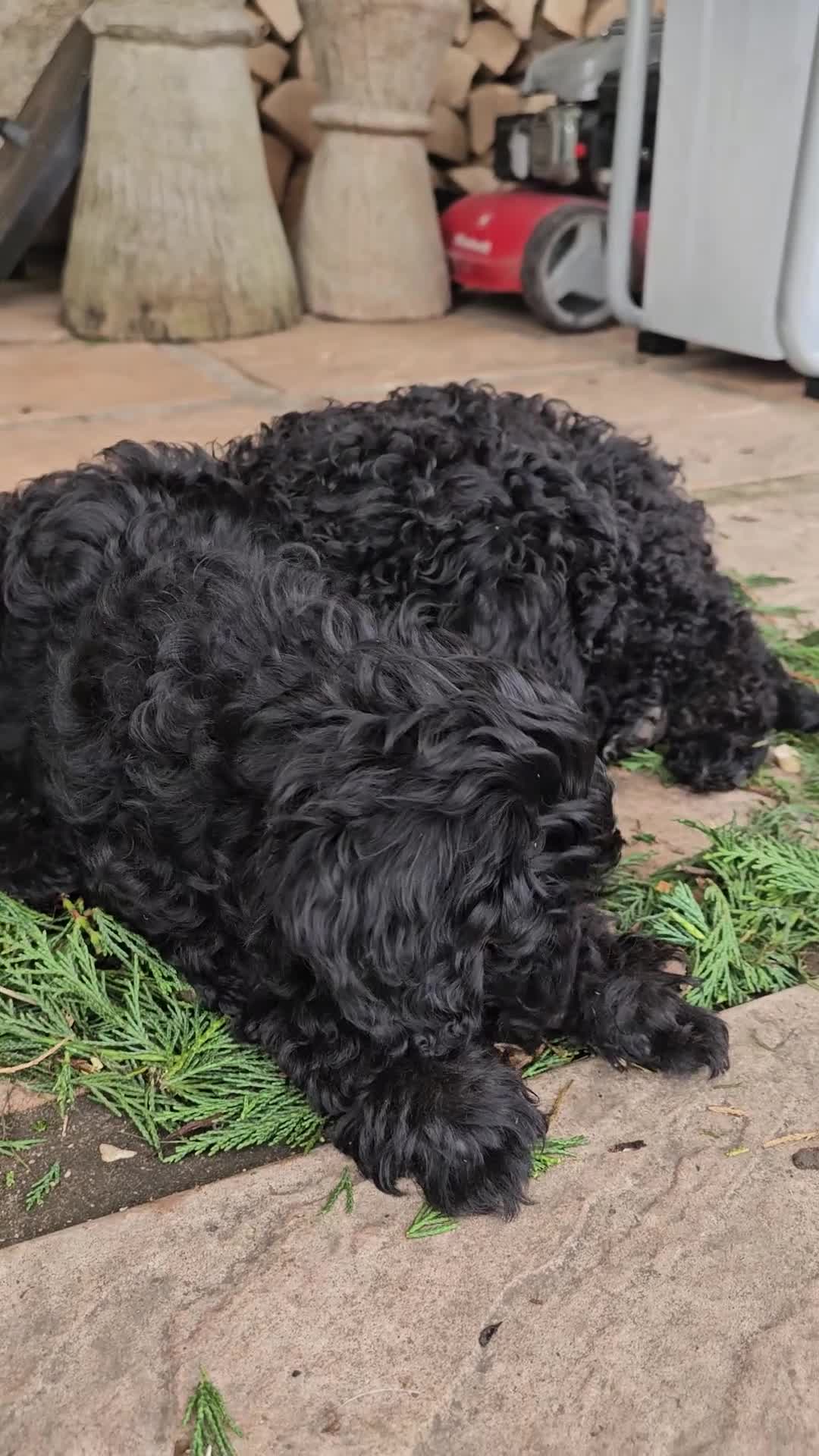 Cockapoo dogs for sale: Cockerpoo F1b Pups for sale (Only 1 left) - Video 1