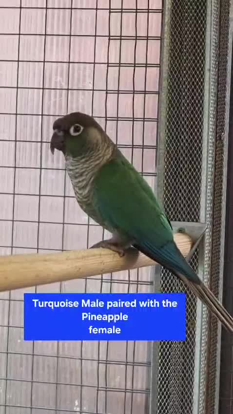 Conures birds for sale: Green Cheek conures - DNA sexed - Video 2