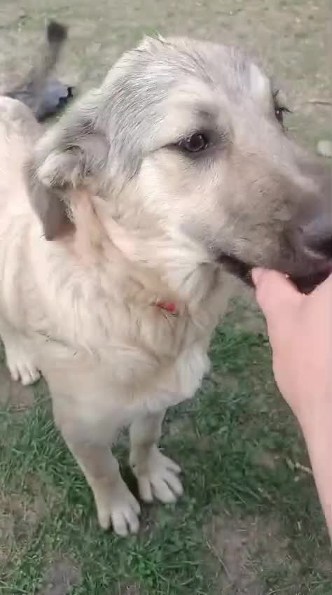 Mixed Breed dogs for adoption: 🐾 WINNIE - a Lovely young Girl, for a Loving Home - Video 3