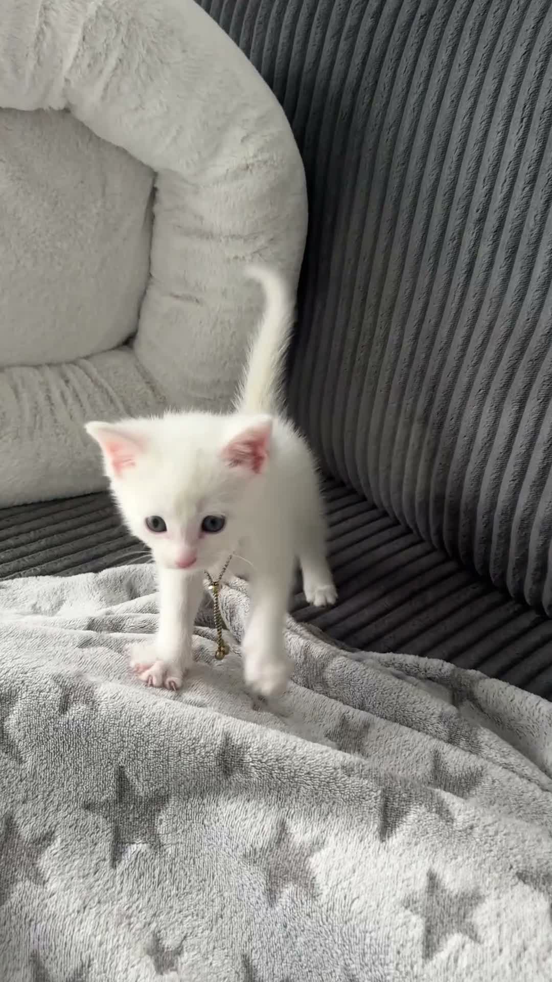 Mixed Breed cats for sale: Kitten - Video 1