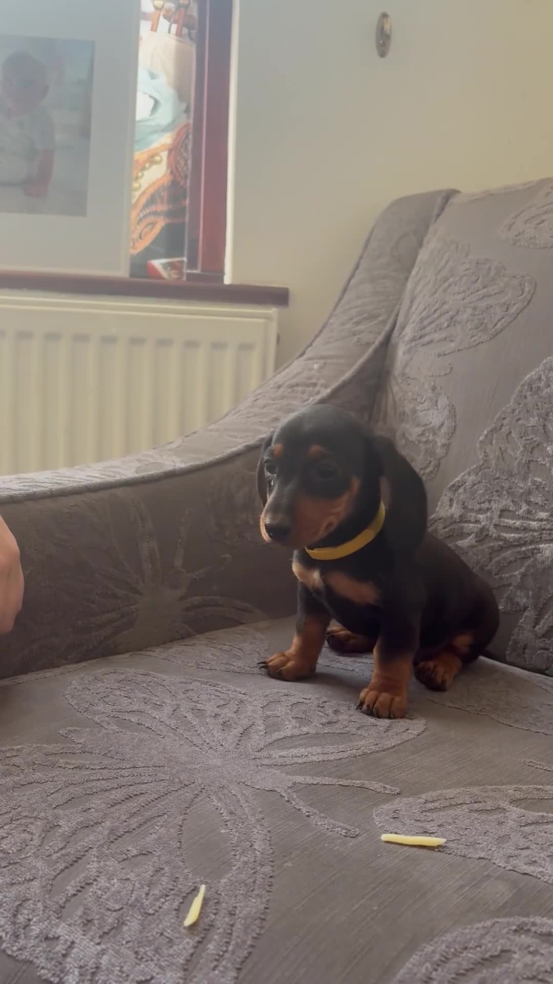 Dachshund dogs for sale: 6 Beautiful Dachshund Puppies 🐾🐶 - Video 5