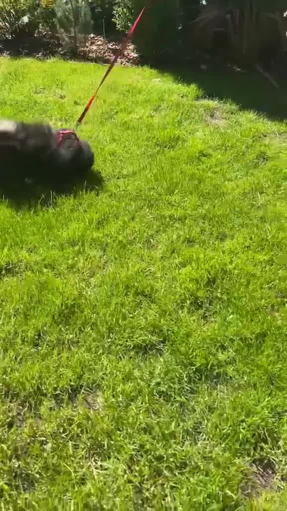 Pomchi dogs for sale: 1 Beautiful pomchi girl puppy ready to leave  - Video 1