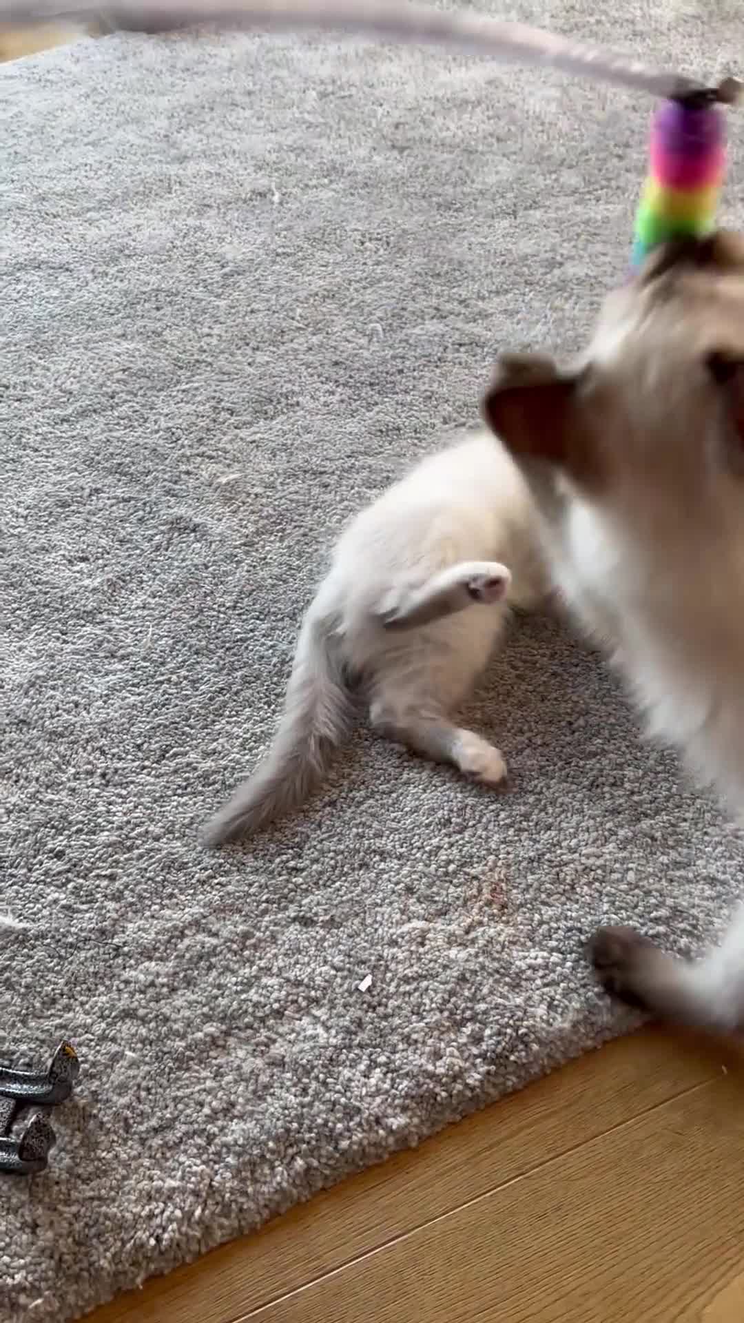 Ragdoll cats for sale: Cute Ragdoll Kittens for sale - Video 3