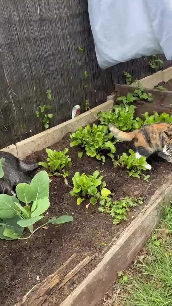 Maine Coon cats for sale: ONLY 2 LEFT! half Tortoiseshell Maine coon kittens - Video 2