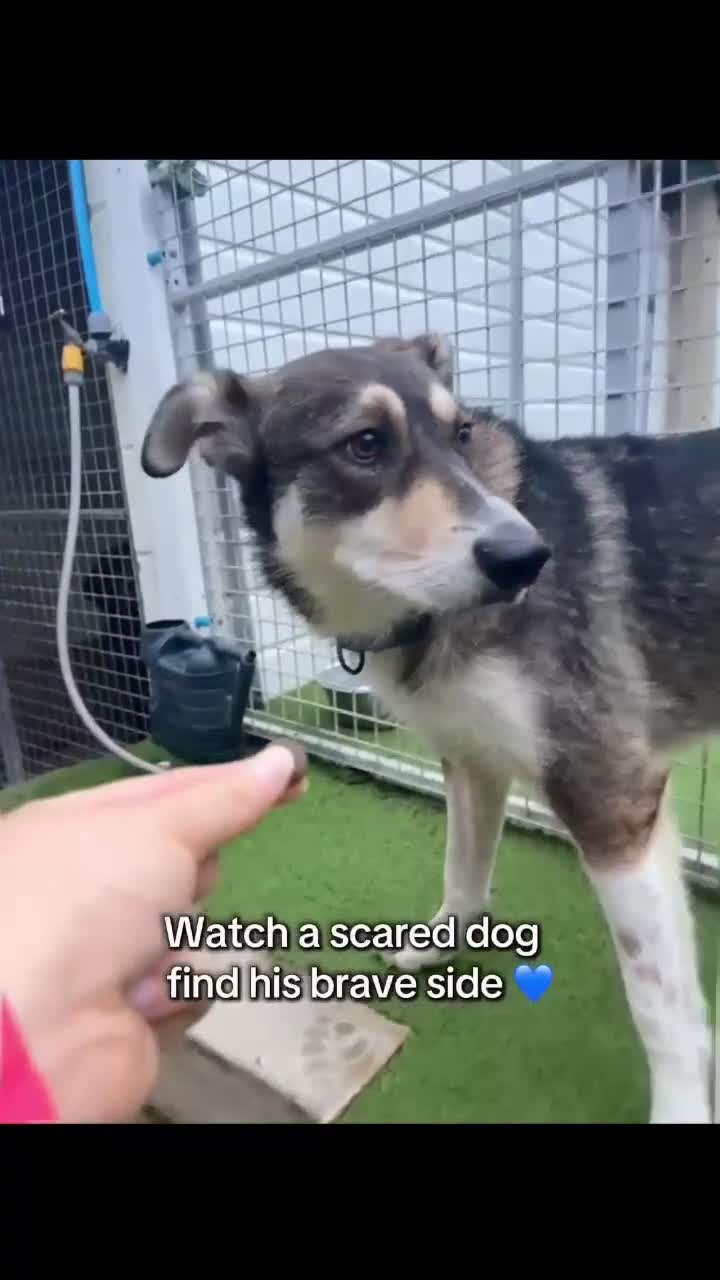 Mixed Breed dogs for adoption: Ralphie - Video 1