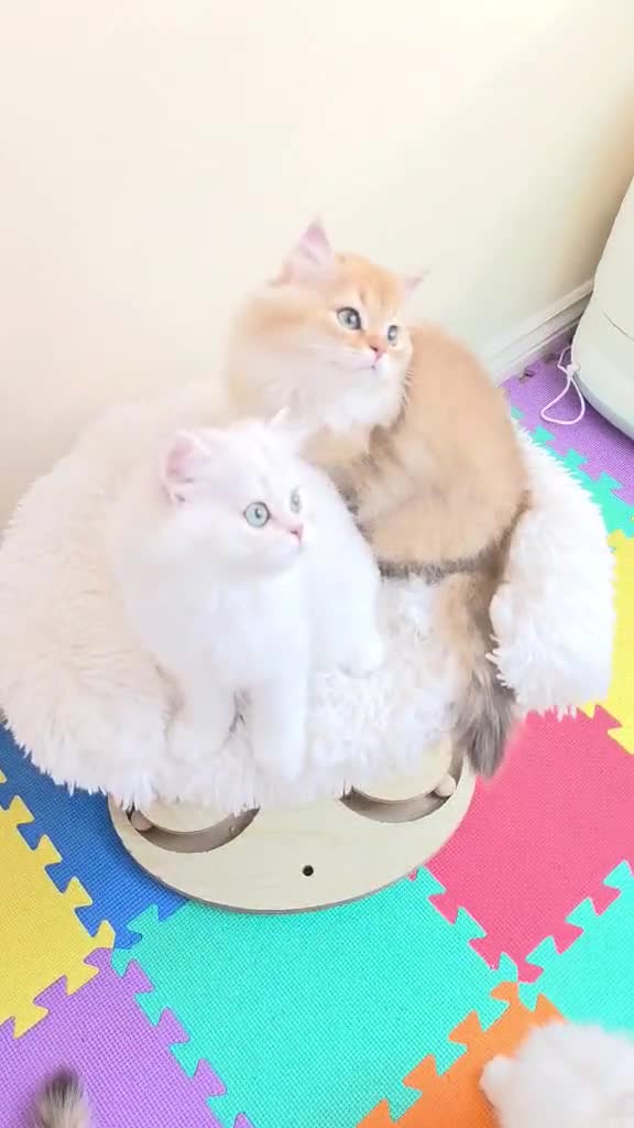 British Longhair cats for sale: British Longhair Kittens – Champion Lines ✨ - Video 2