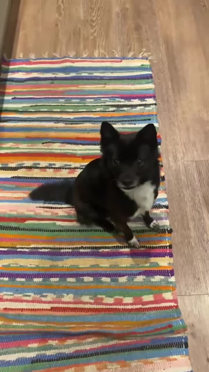 Mixed Breed dogs for adoption: Adorable Trixie is ready for her forever home - Video 3