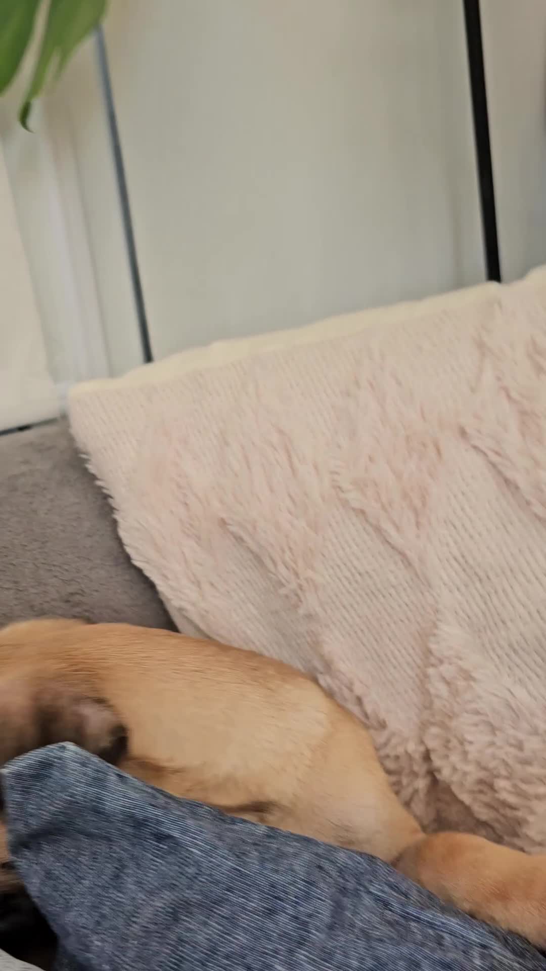 Frug dogs for sale: Frug puppies - Video 3