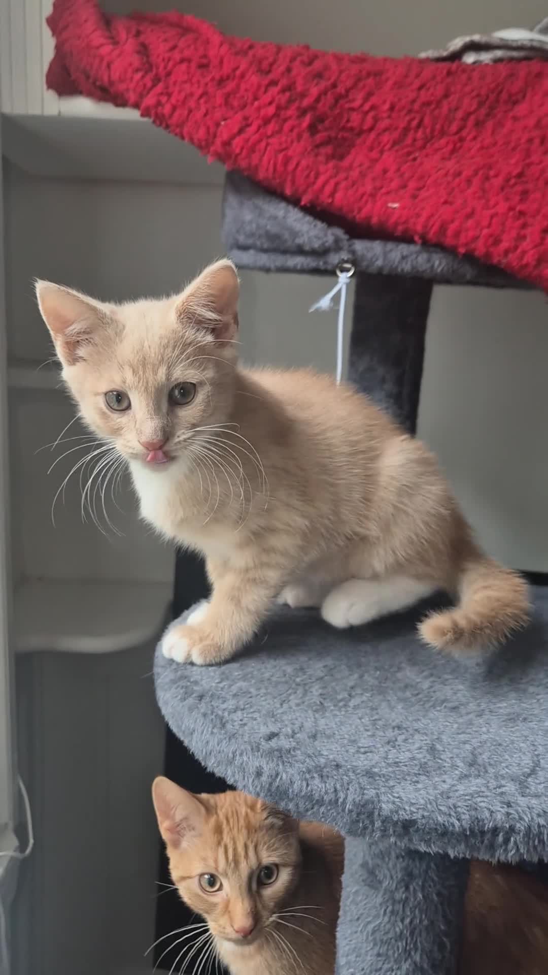 Mixed Breed cats for sale: Adorable Mixed Kittens for Sale in Deal - Video 1