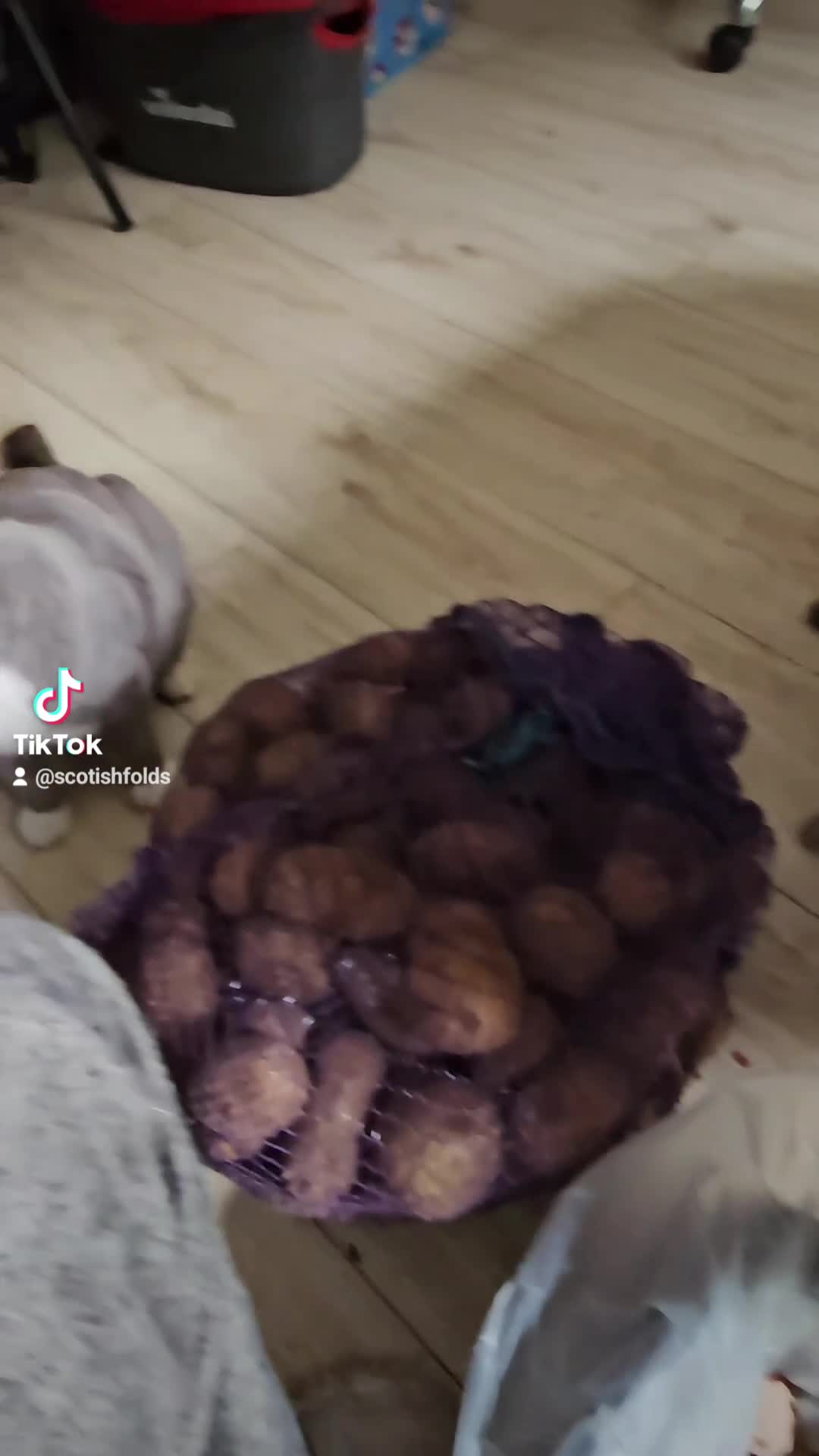 Scottish Fold cats for sale: Last scotish fold girl in Peterborough - Video 1