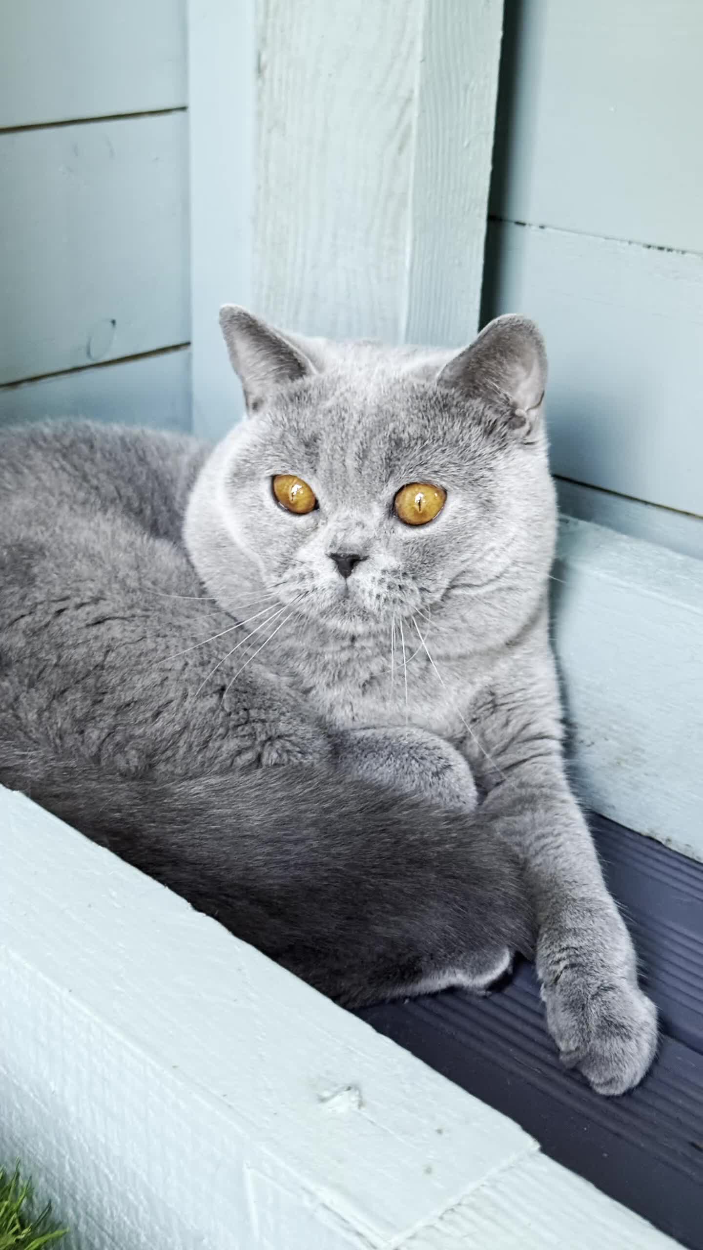 British Shorthair cats for stud: Blue Polish Import For Stud - Video 1