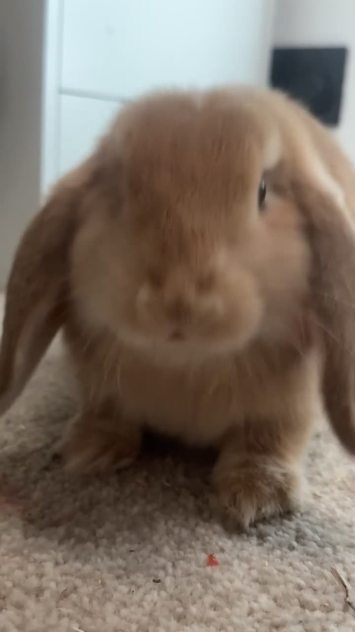 Mini Lop rabbits for sale: 2 beautiful Mini Lop Boys - Video 1