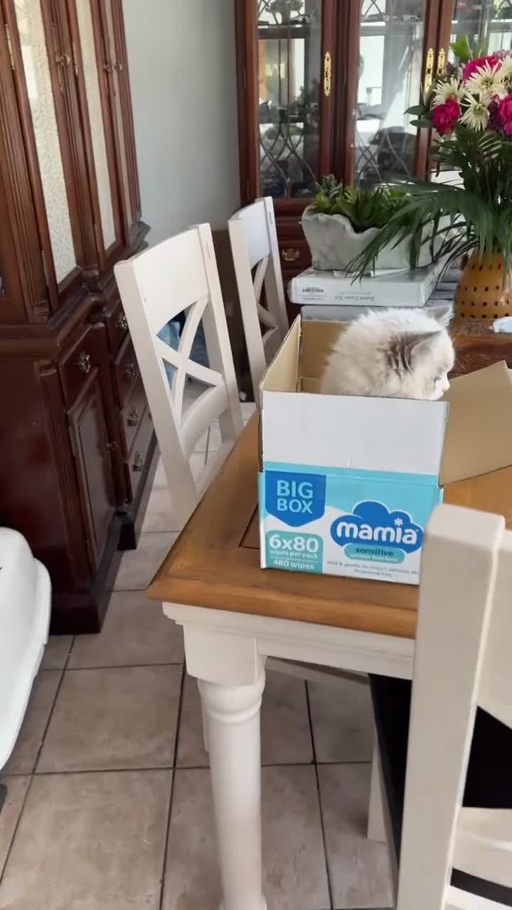 Ragdoll cats for sale: Gorgeous GCCF kitten - Video 4