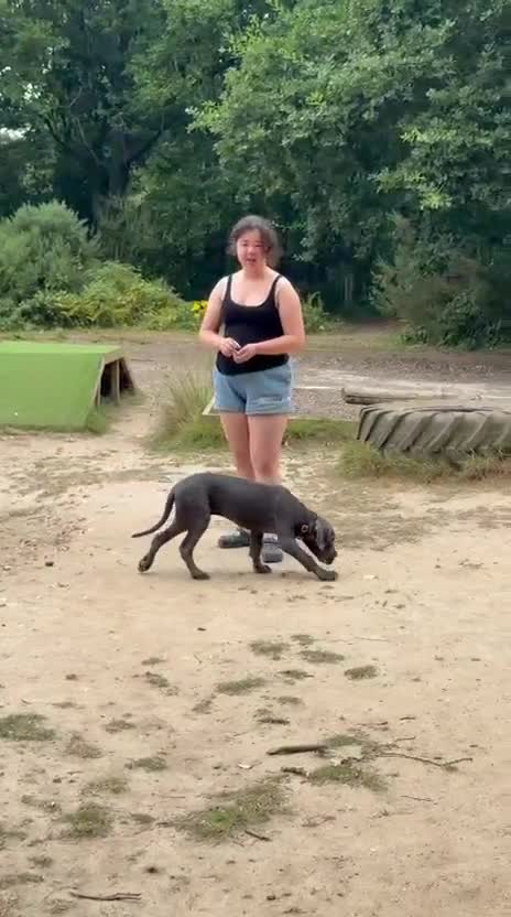 Cane Corso dogs for sale: Rare Blue Cane Corso Male | European Bloodlines - Video 1