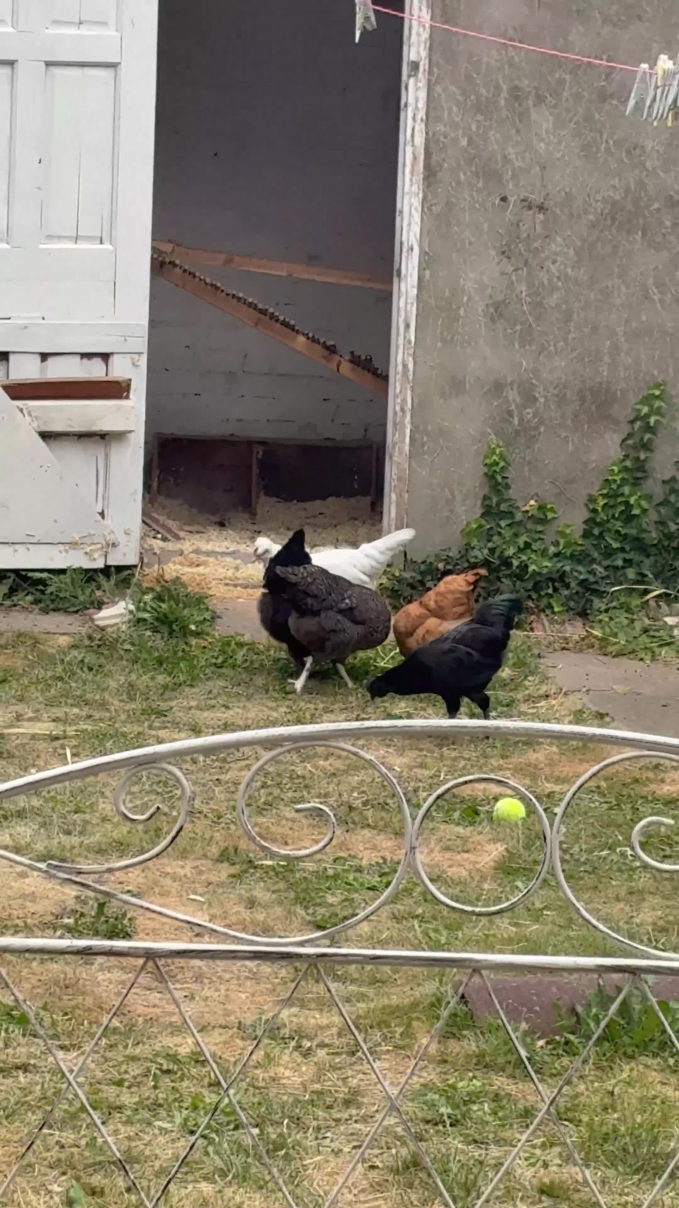 Chickens poultry for sale: Ayam Cemani Male Cockerel 6 month old  - Video 2