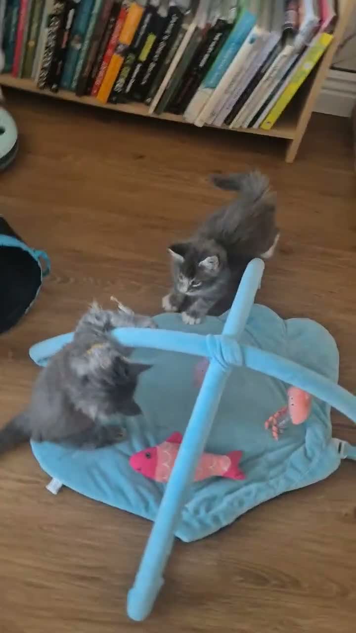 Maine Coon cats for sale:  HANDSOME MAINE COON BOY LOOKING FOR HIS HOME  - Video 2