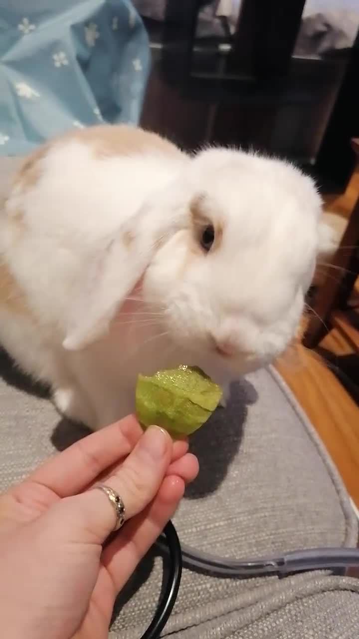 Mini Lop rabbits for sale: Very Friendly Mini Lops, perfect family pet - Video 1