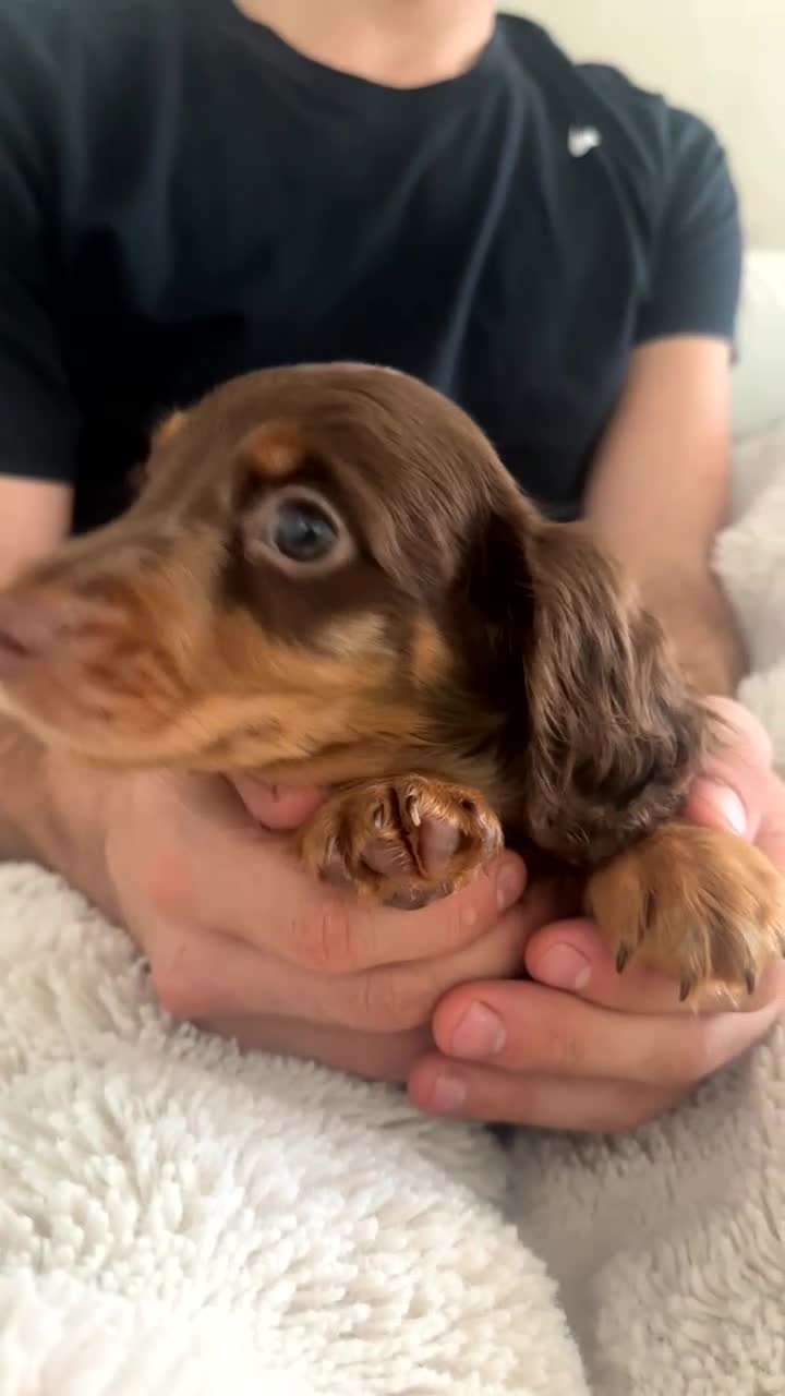 Miniature Dachshund dogs for sale: 1 male long hair miniature daschunds for sale - Video 1