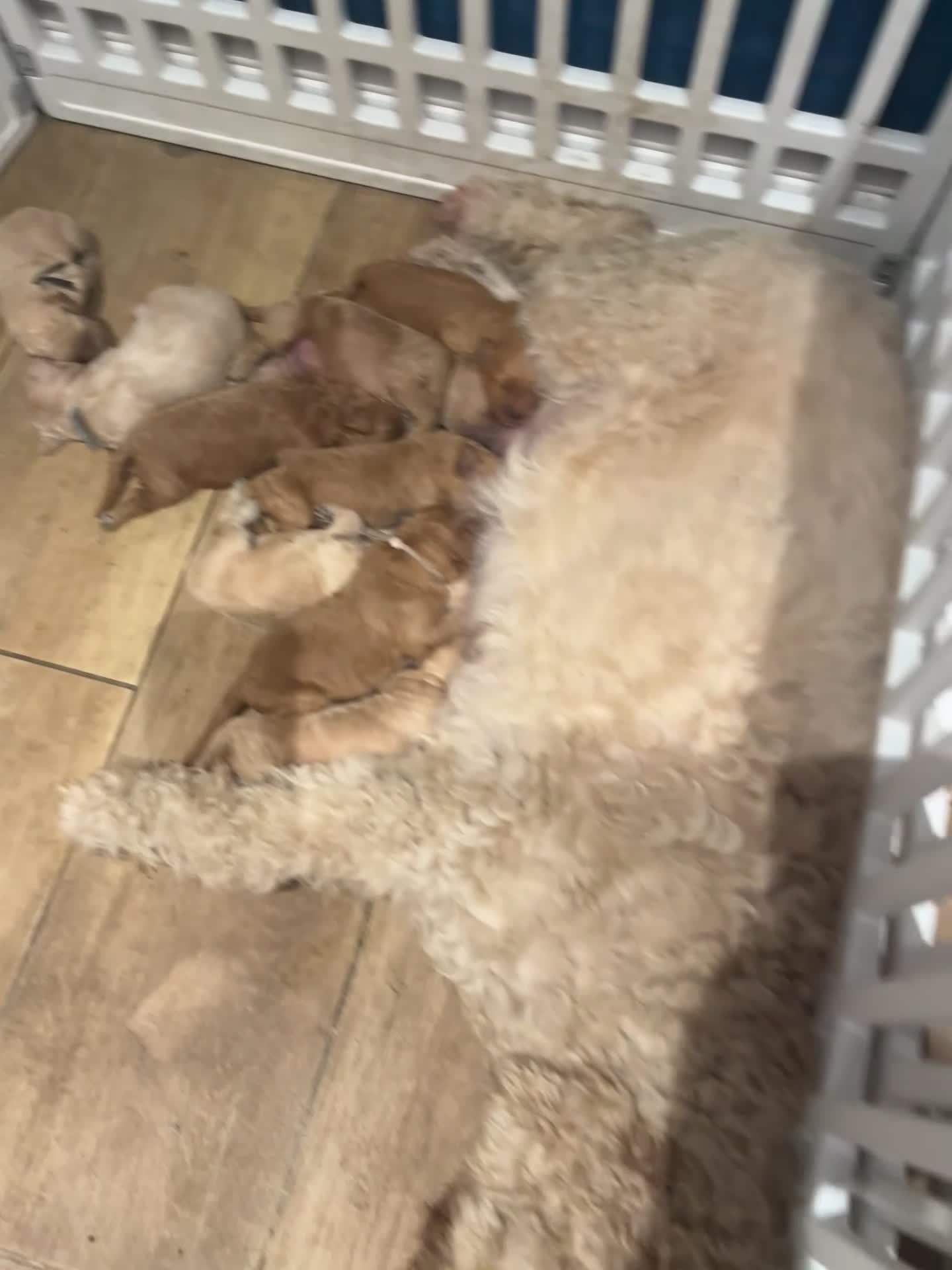Goldendoodle dogs for sale: Multigenerational Goldendoodle puppies - Video 2