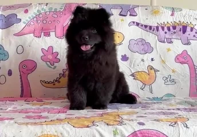 Chow Chow dogs for sale: Exotic colour chowsky puppies for sale  - Video 1