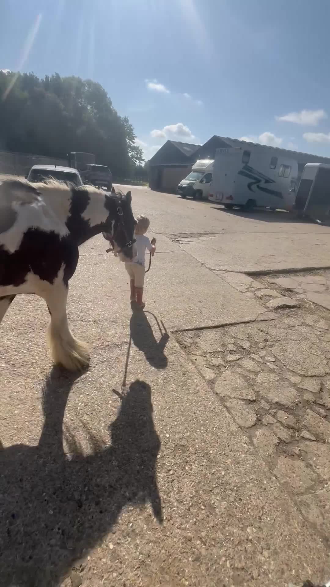 Irish Cob horses for sale: Kids pony in Stowmarket - Video 2