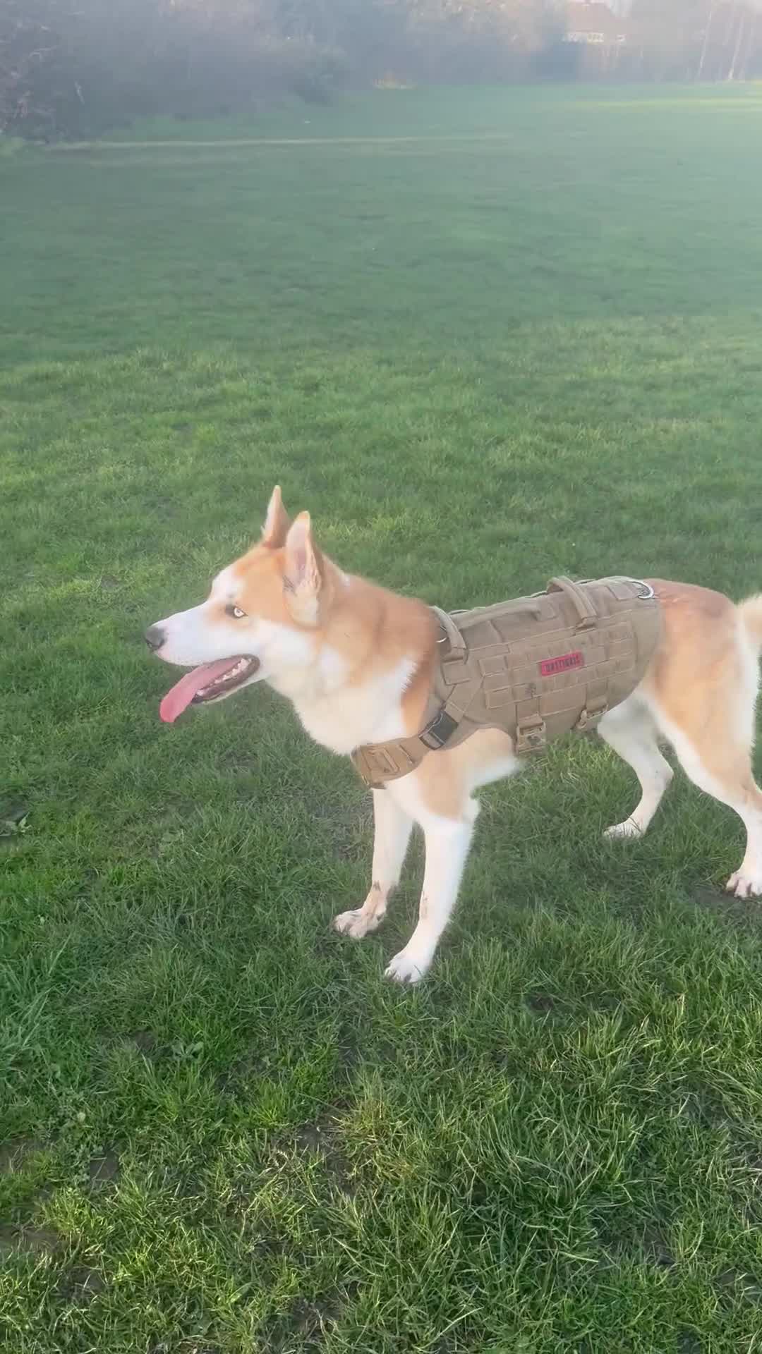Mixed Breed dogs for sale: Husky X - Video 2