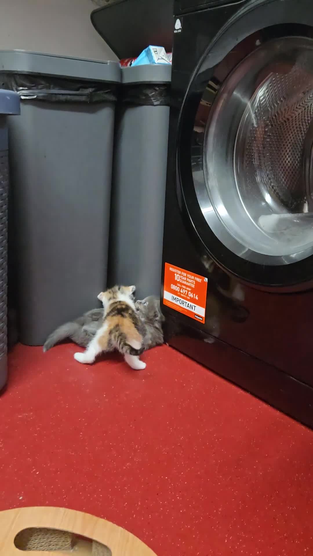 Mixed Breed cats for sale: Gorgeous kittens in Petersfield - Video 1