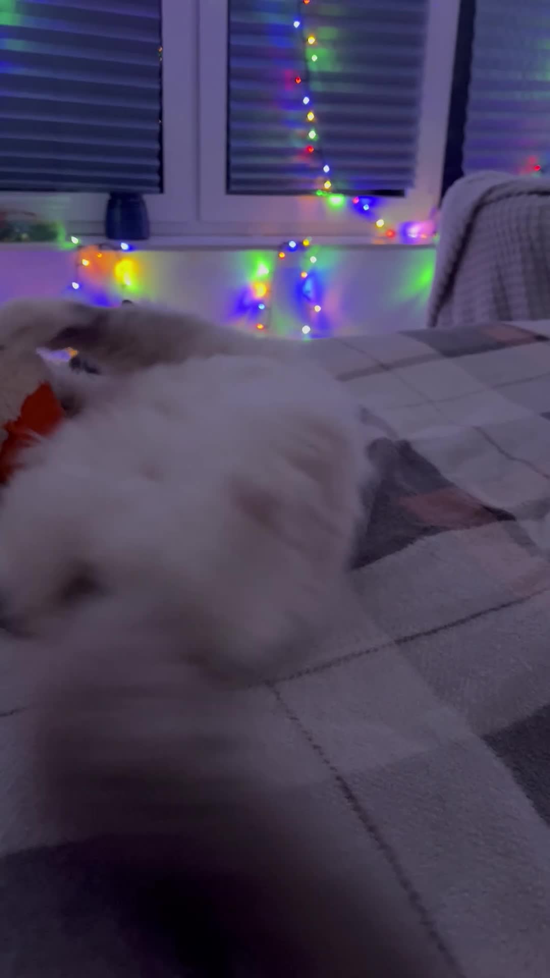 Ragdoll cats for sale: Male Ragdoll pure breed.  - Video 2