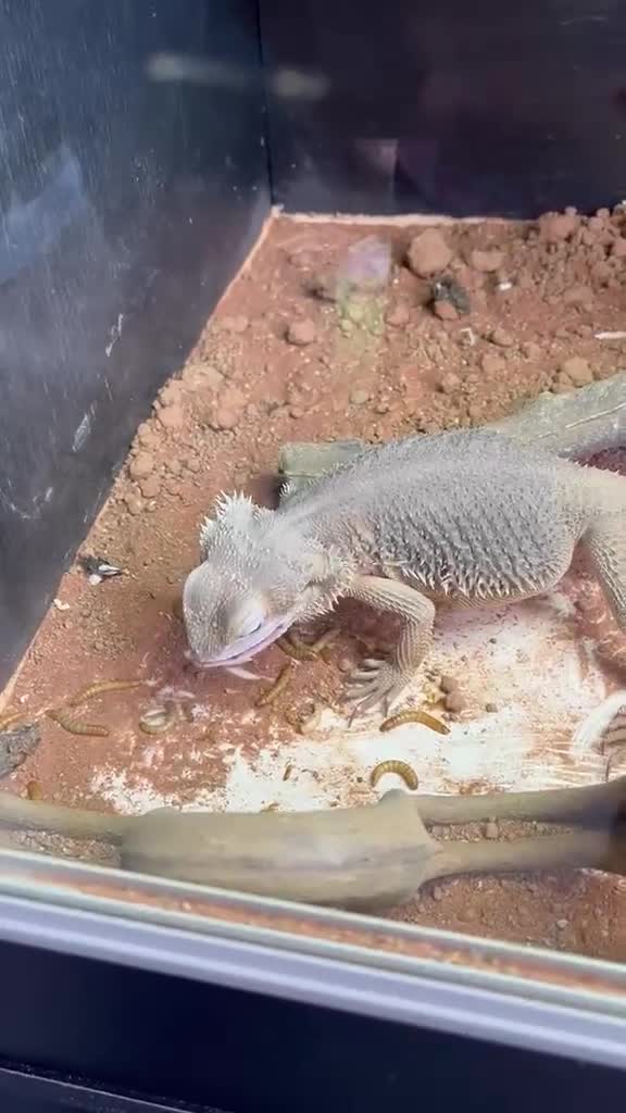 Bearded Dragon reptiles for sale: Male zero bearded dragon  in Billericay - Video 1