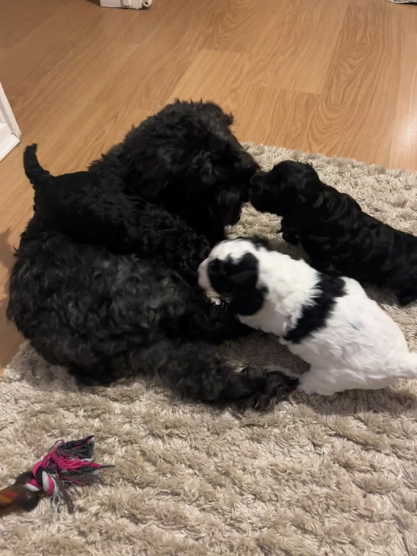 Cockapoo dogs for sale: Beautiful Cockapoo Puppies - Video 1