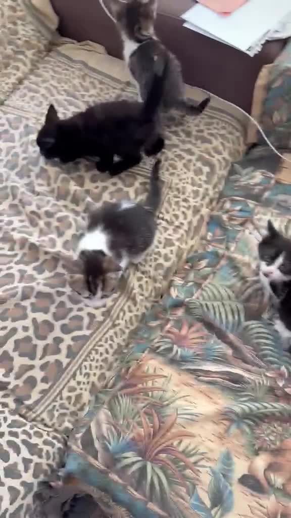 Mixed Breed cats for sale: Kittens  in Staines - Video 1