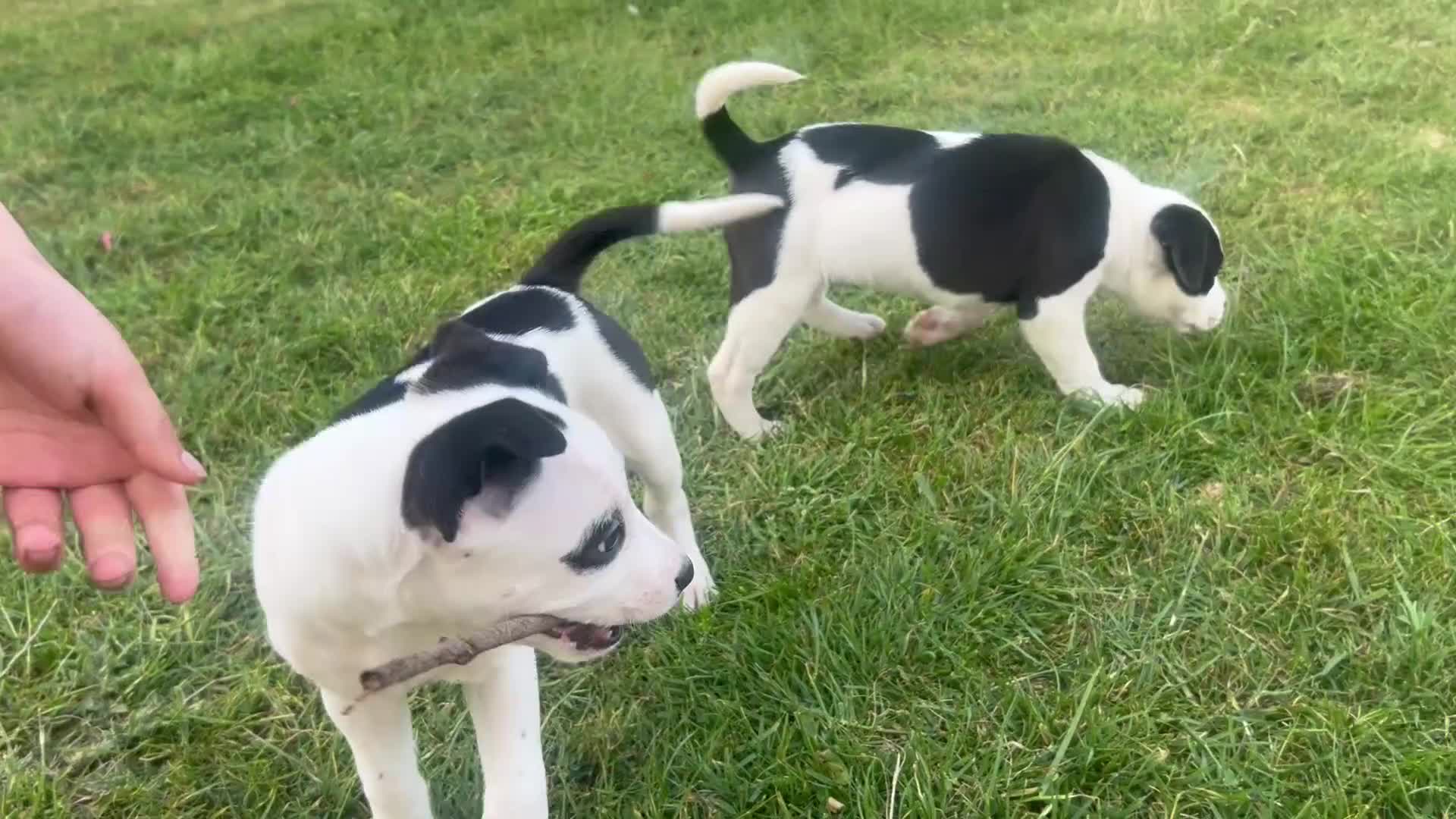 Mixed Breed dogs for sale: Puppys for sale  - Video 1