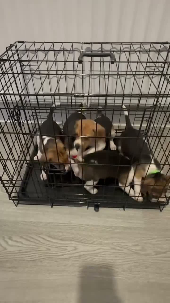 Beagle dogs for sale: Beagle puppies  in Wigan - Video 1