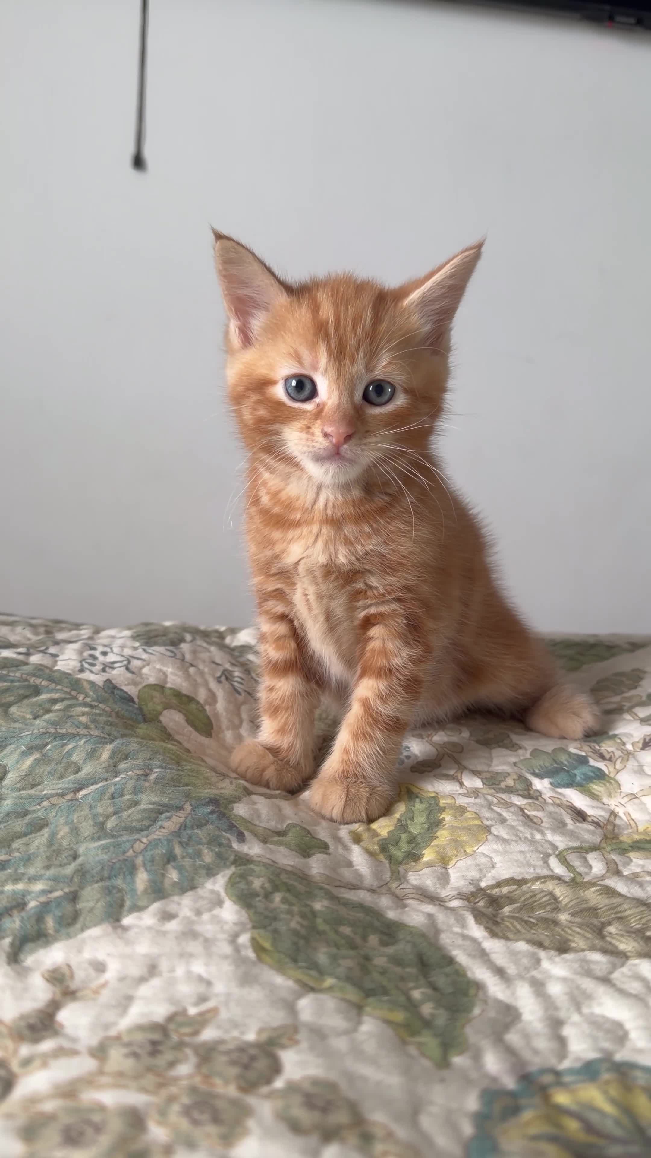 Mixed Breed cats for sale: Four Adorable Kittens Looking for Forever Homes - Video 2