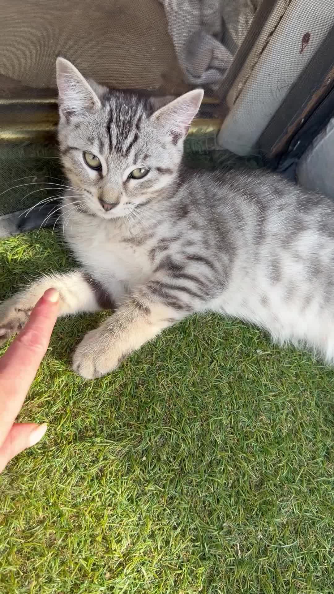 Savannah cats for sale: F4 Silver Savannah - Video 1