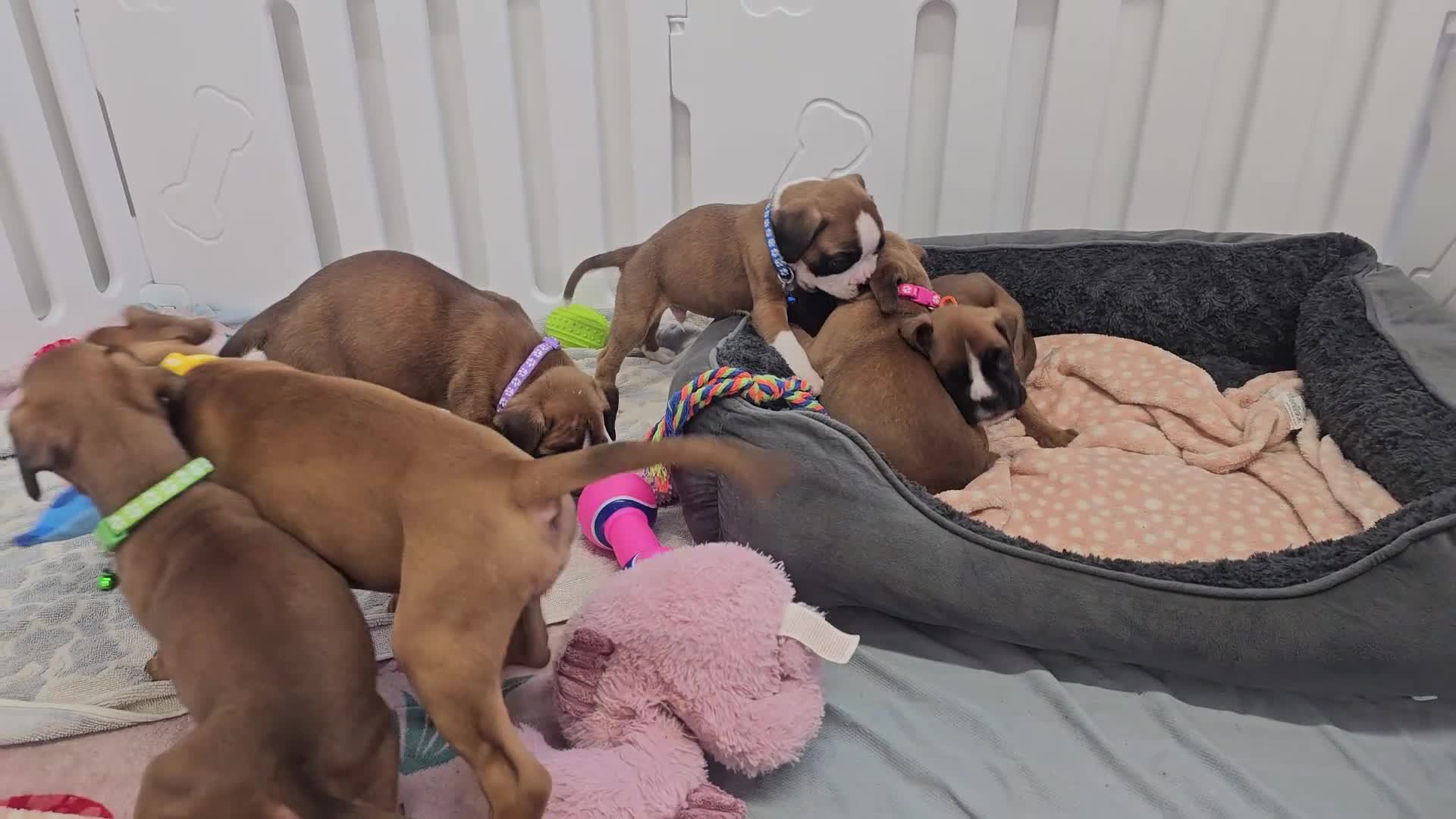 Boxer dogs for sale: Beautiful KC Registered Boxer Puppies - Video 1