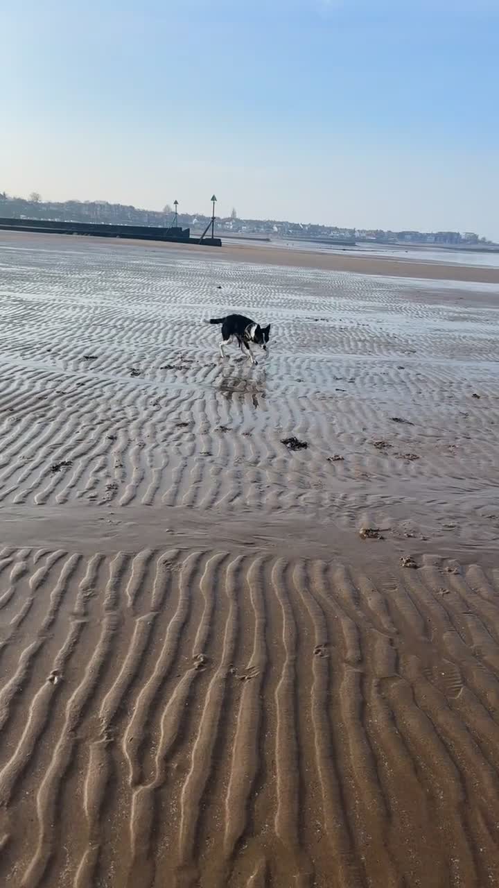 Border Collie dogs for sale: Male border collie  - Video 1