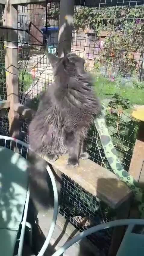 Maine Coon cats for sale: solid blue maine coon girl TICA 3 pedigree - Video 1