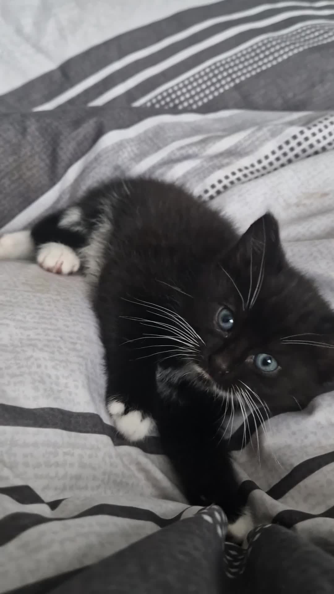 Mixed Breed cats for sale: Last kitten left Male..  - Video 2