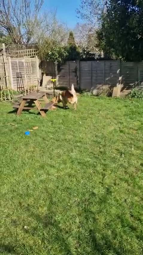 Mixed Breed dogs for adoption: 💙🐶 CACTUS (YANIK) – THE DOG WHO WINS EVERY HEART in Canterbury - Video 2